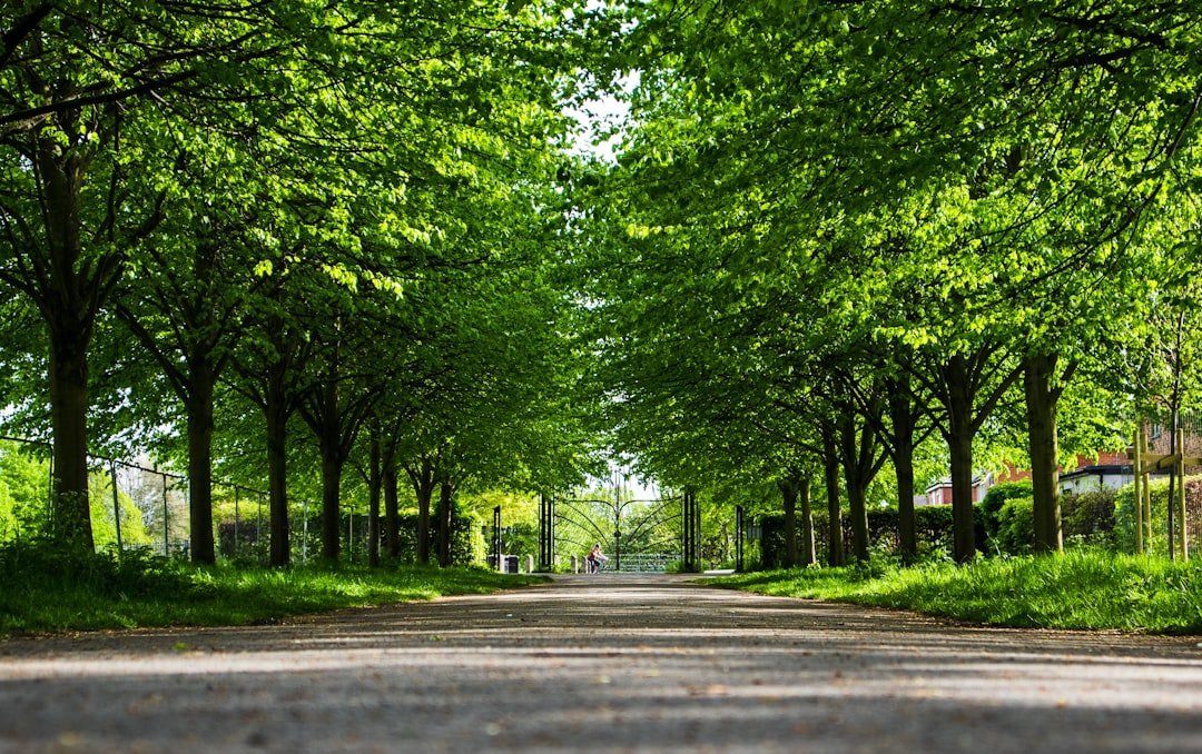 biệt thự Vịnh Ngọc Vinhomes Cần Giờ — minh họa residential street newly paved trees