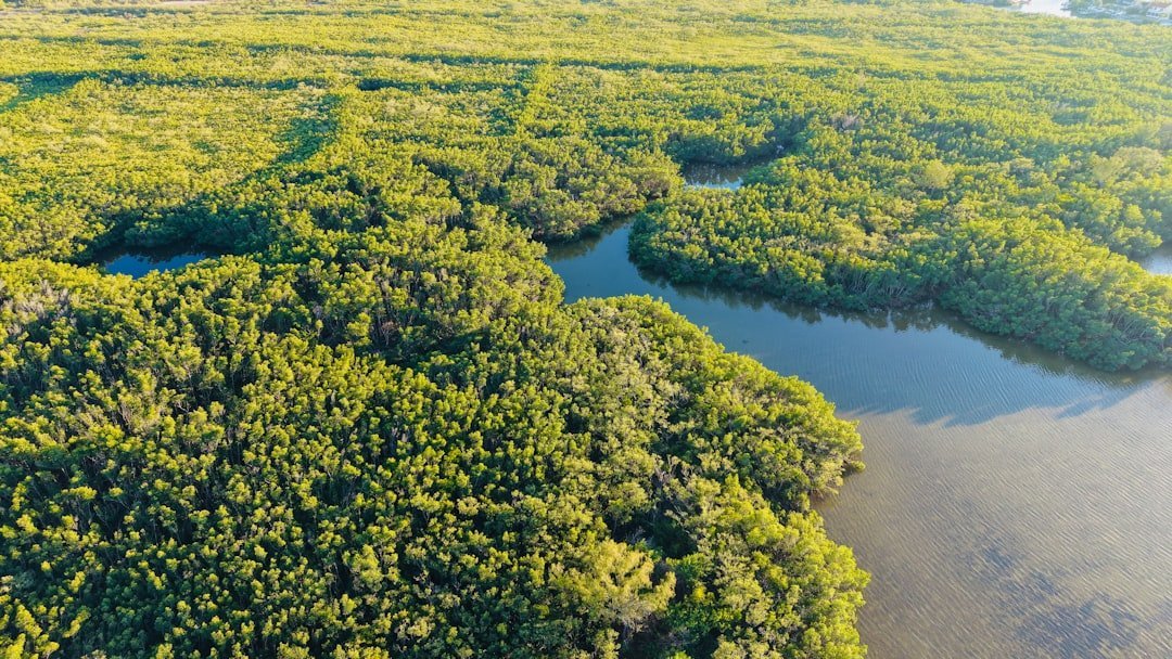 căn hộ Vịnh Ngọc Vinhomes Cần Giờ — minh họa mangrove forest coastal wetland aerial
