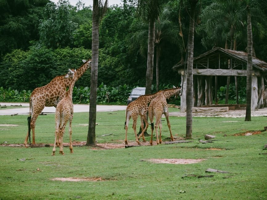 Safari VinWonders Cần Giờ
