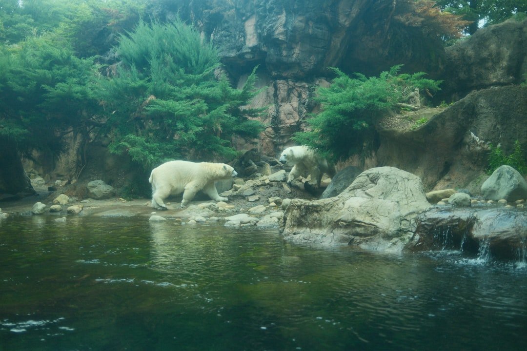 Safari VinWonders Cần Giờ — minh họa penguin walrus arctic zoo enclosure exhibit