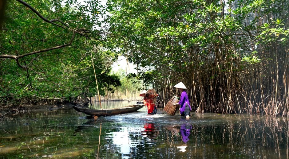 San lấp Vinhomes Cần Giờ — minh họa mangrove coastline Vietnam