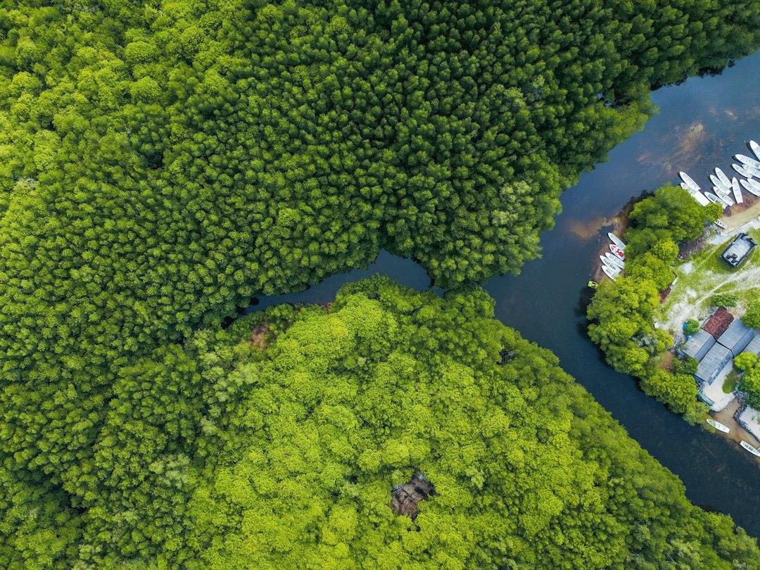đại lộ văn phòng Vịnh Tiên — minh họa mangrove coastal city aerial