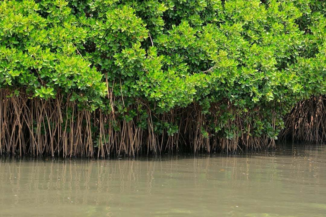 Vinhomes Cần Giờ ngập — minh họa mangrove forest wetland